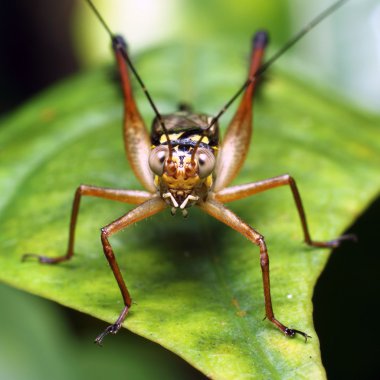 Çekirge bir parça ayrılış