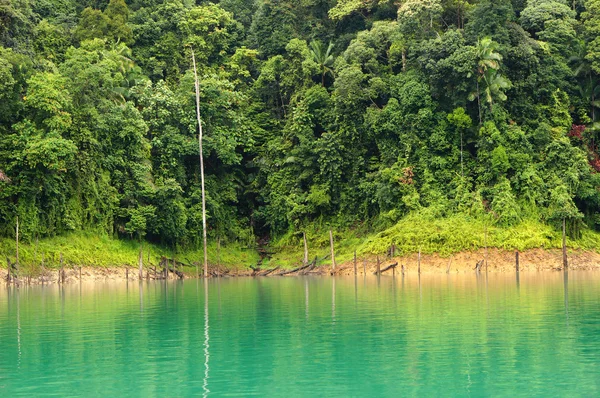 Kenyir Lake, tropikal yağmur ormanları