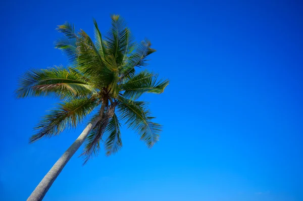 Hindistan cevizi ağacı