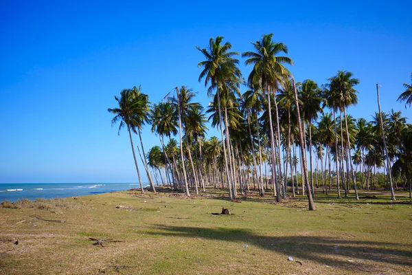 manzara güzel tropik Beach