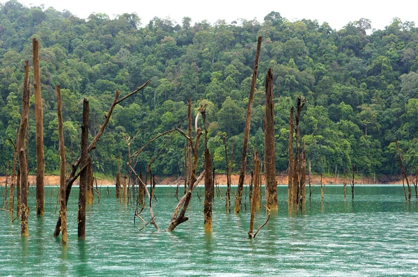 Mrtvé stromy na tropický deštný prales — Stock fotografie