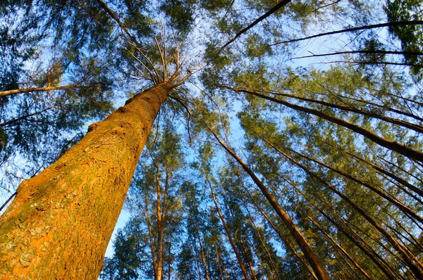 Bir orman doğa ağaçlarda