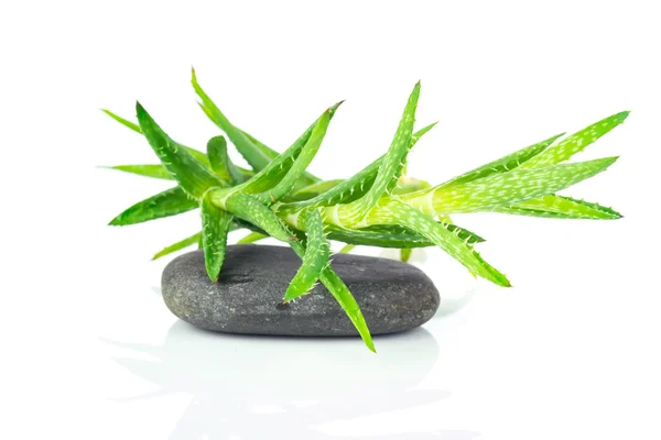 Daun aloe dan batu spa — Stok Foto