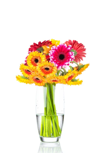 Daisy bloemen in de vaas — Stockfoto