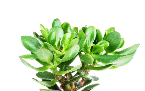 Crassula plant isolated — Stock Photo, Image