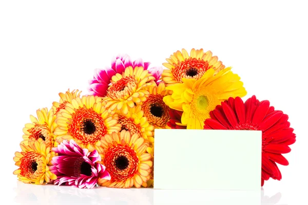 Mixed beautiful daisy flowers — Stock Photo, Image