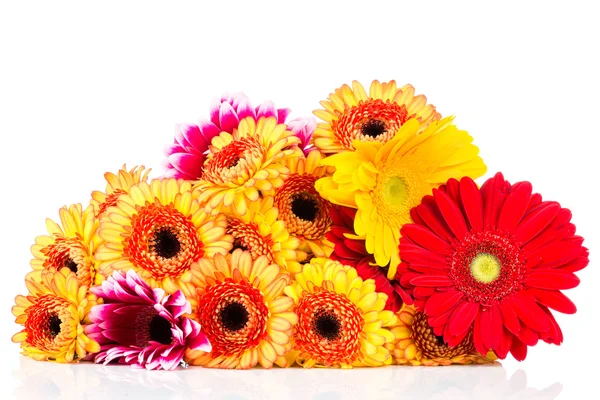 Mieszane kwiaty piękne daisy — Zdjęcie stockowe