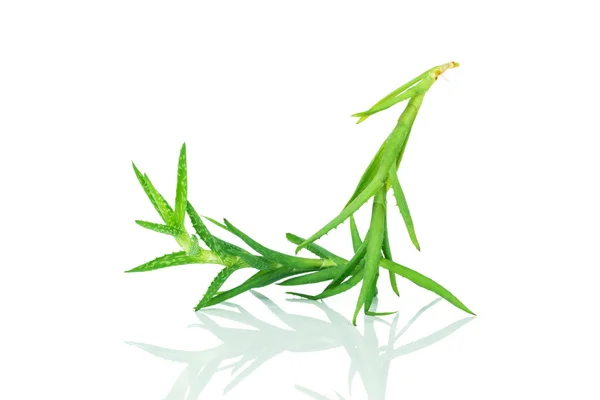 Aloe vera σε λευκό — Φωτογραφία Αρχείου