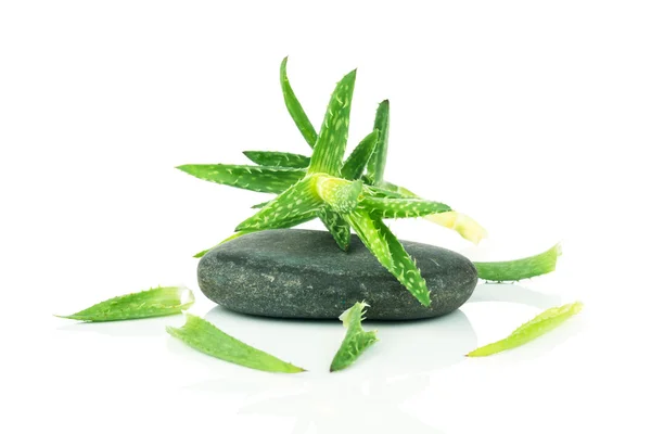 Sliced aloe leaves and spa stone — Stock Photo, Image