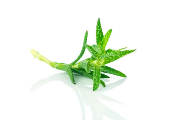 Aloe vera on white — Stock Photo, Image