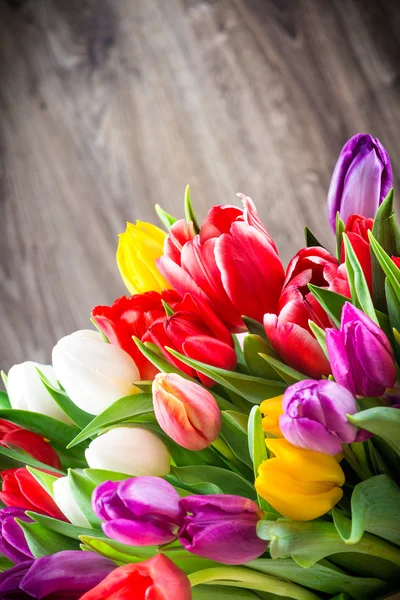 Tulipanes frescos coloridos — Foto de Stock