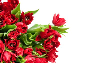 taze kırmızı lale