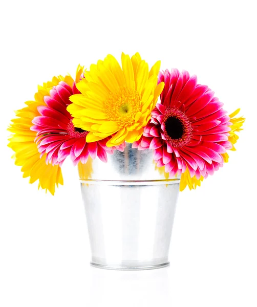Daisy flowers in the bucket — Stock Photo, Image