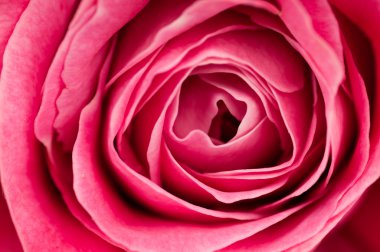 Makro fotoğraf pembe Gül