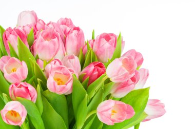 taze Pembe Lale çiçek