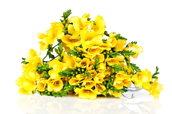 黄色のフリージアの花 — ストック写真
