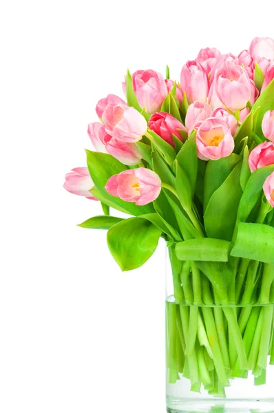 Fresh pink  tulip flowers — Stock Photo, Image