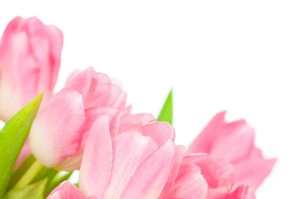 Strauß rosa Tulpen — Stockfoto