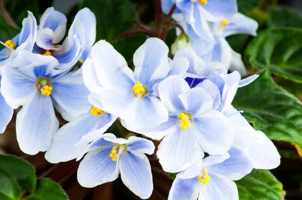 Fresh Violet flowers — Stock Photo, Image