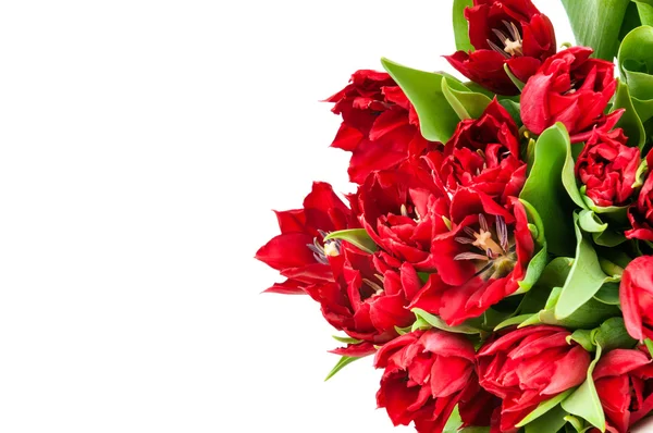 Tulipanes rojos frescos — Foto de Stock