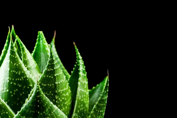 Aloesu roślin na czarny — Zdjęcie stockowe