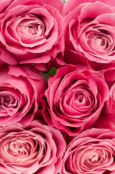 Bukett rosa rosor — Stockfoto