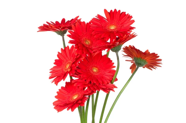 Flores rojas gerber — Foto de Stock