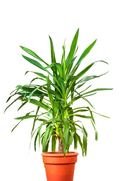 Yucca plant in the pot — Stock Photo, Image