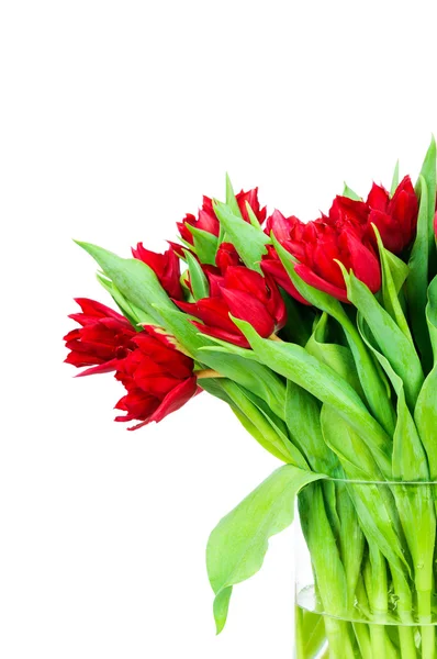 Tulipanes rojos frescos — Foto de Stock