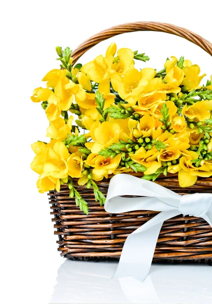 Желтые цветы фрезии — стоковое фото