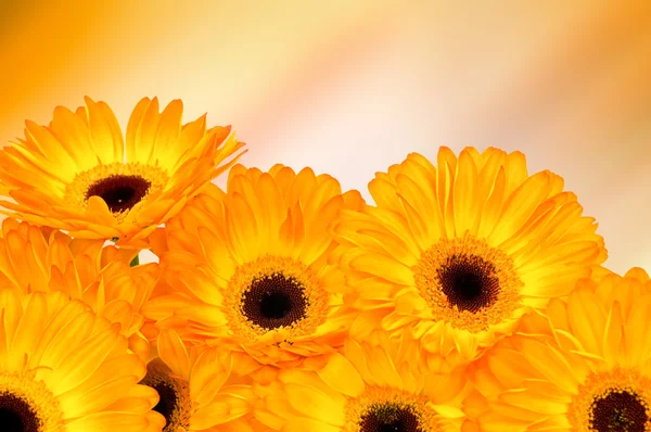 Žlutá Gerbera květiny — Stock fotografie