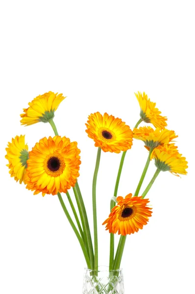 Žlutá Gerbera květiny — Stock fotografie