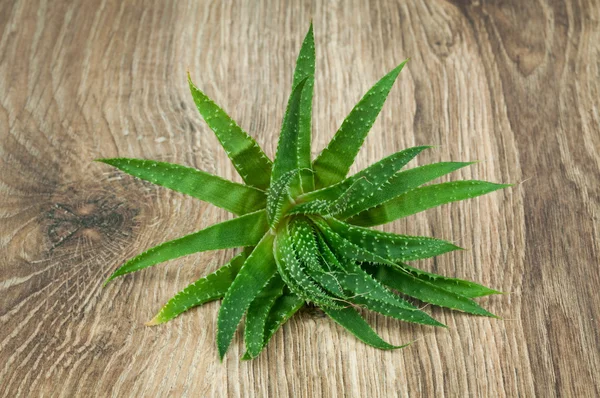 Aloe plant on wood — Stock Photo, Image