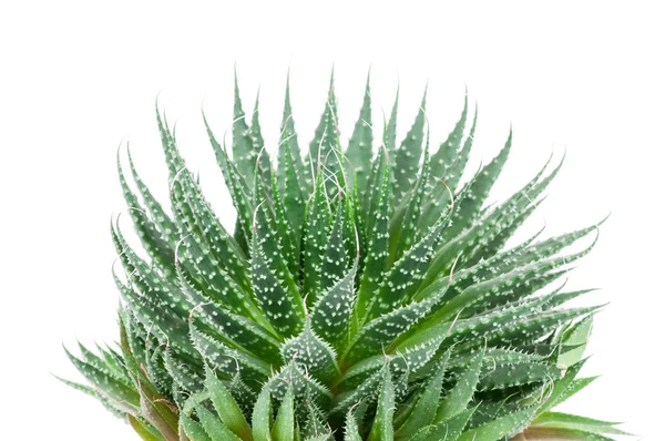 Aloe växt på vit — Stockfoto