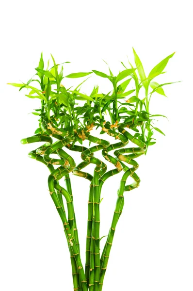 Fresh bamboo — Stock Photo, Image