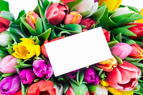 Tulpen auf Weiß — Stockfoto