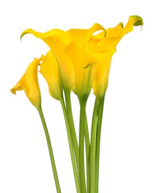 callas demet