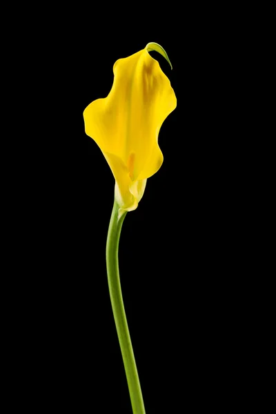 Lírio amarelo calla — Fotografia de Stock