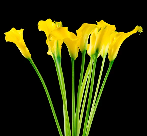 Yellow calla lilies — Stock Photo, Image