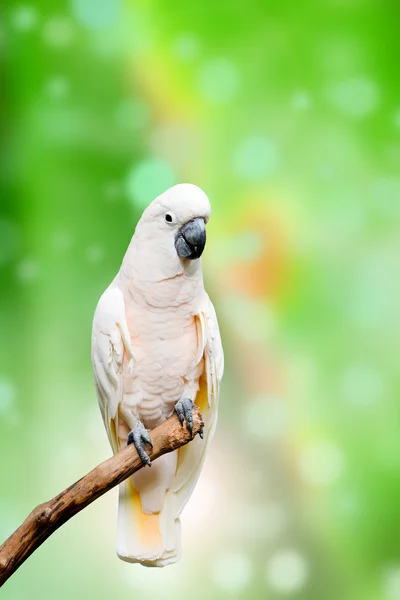 White cacatua — Stock Photo, Image