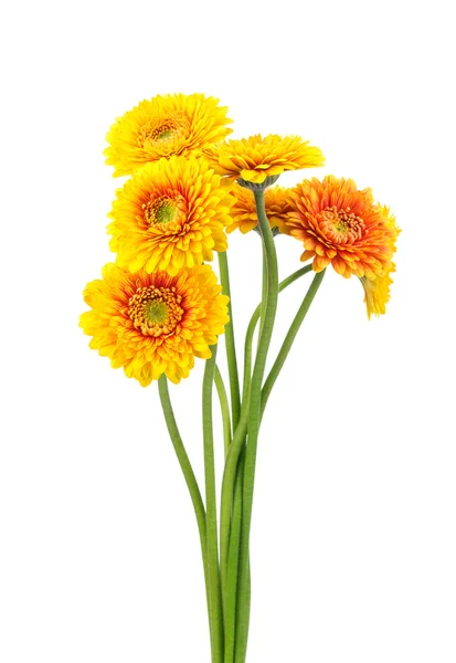 Bouquet of gerber flowers — Stock Photo, Image