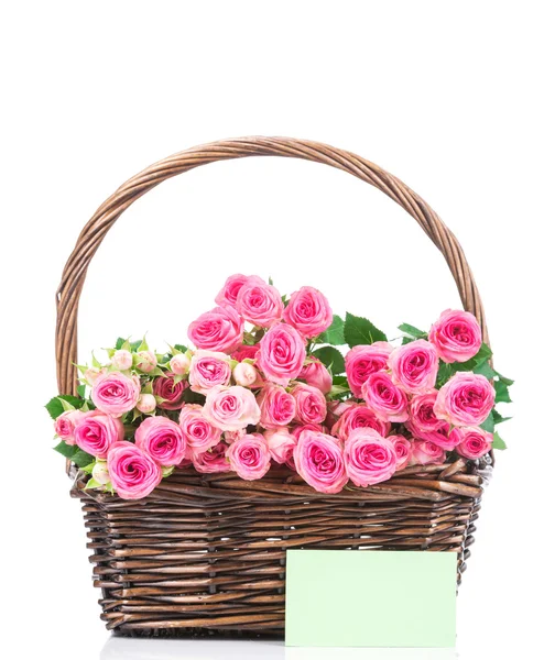 Roses in basket on white — Stock Photo, Image