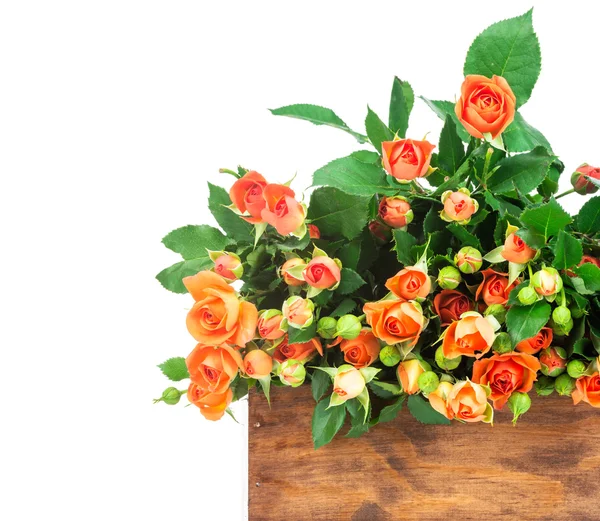 Roses in box isolated on white — Stock Photo, Image