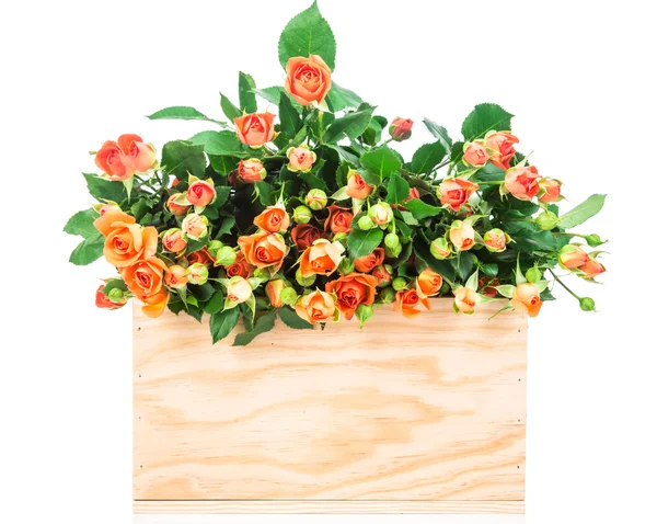 Rosas em caixa isoladas em branco — Fotografia de Stock