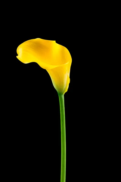 Calla amarilla sobre negro —  Fotos de Stock