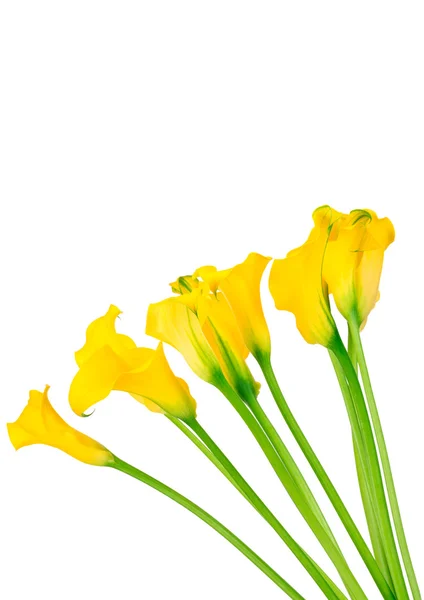 Bunch of callas on white — Stock Photo, Image
