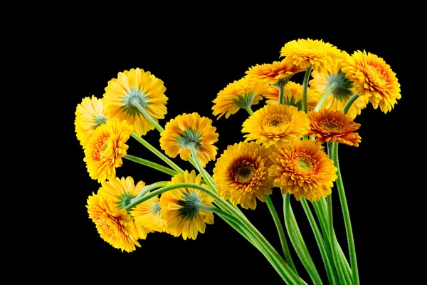 Bouquet de fleurs de gerber — Photo