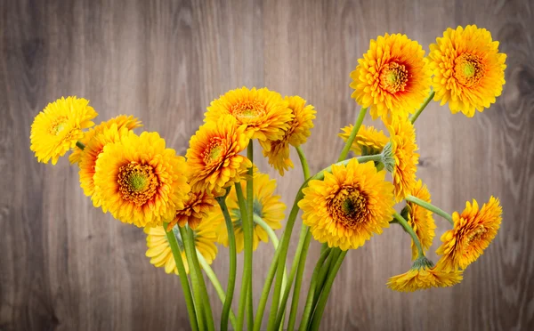 ガーバーの花の花束 — ストック写真