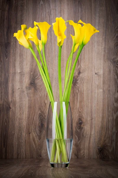 Bando de callas em vaso — Fotografia de Stock