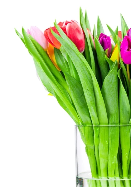 Tulipany w wazonie na biały — Zdjęcie stockowe